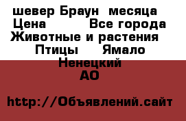 шевер Браун 2месяца › Цена ­ 200 - Все города Животные и растения » Птицы   . Ямало-Ненецкий АО